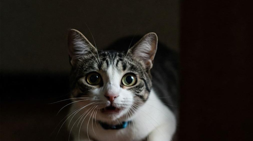 Gato atigrado y blanco mirando con atención